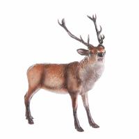 JBCA3 Beswick Red Stag